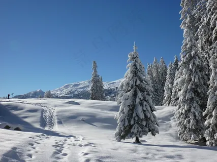 冷杉,自然,森林,白雪皑皑,冬天,雪,冬季魔术 冷杉,自然,森林,白雪皑皑,冬天,雪,冬季魔术