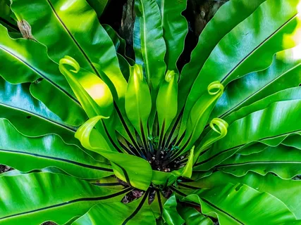 蕨，叶蕨，绿色