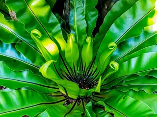 蕨，叶蕨，绿色