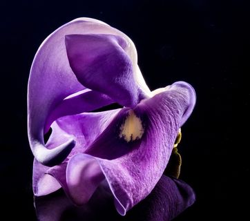 开花，花，野花，紫，紫色