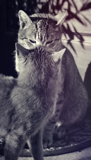 动物，猫，猫，家猫