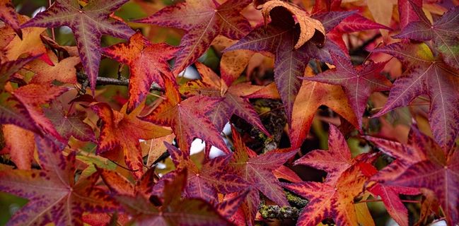 秋天，叶子，糖，秋天的落叶，性质，树