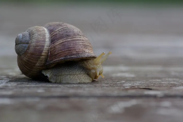 蜗牛，动物，自然，花园