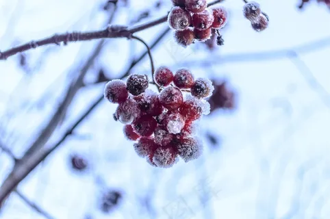 玫瑰果,花园,弗罗斯特,水果,臀部,冬天,秋 玫瑰果,花园,弗罗斯特,水果,臀部,冬天,秋