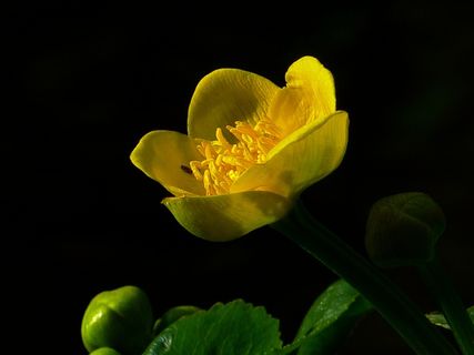 Caltha Palustris，Hahnemann脚温室，黄色