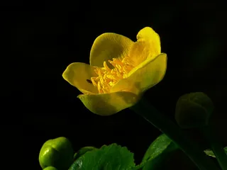 Caltha Palustris，Hahnemann脚温室，黄色