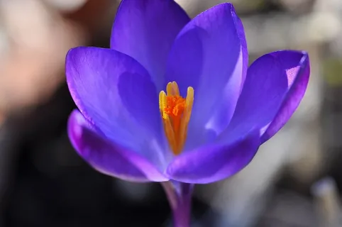 番红花,花,开花,厂,春天的花朵 番红花,花,开花,厂,春天的花朵