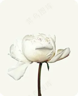 牡丹,花,白,开花,植物群 牡丹,花,白,开花,植物群