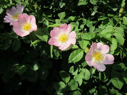 罗莎·卡尼纳（Rosa Canina），玫瑰犬，野花，灌木，植物区系，植物学
