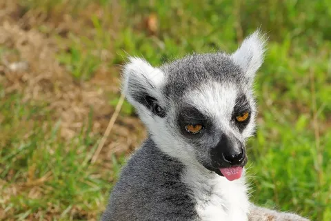 环尾狐猴，狐猴，狐猴Catta，动物