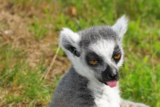 环尾狐猴，狐猴，狐猴Catta，动物