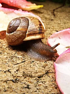 蜗牛，玫瑰花瓣，宏，铺路，湿，海螺