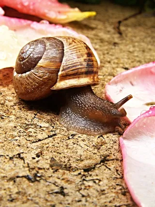 蜗牛，玫瑰花瓣，宏，铺路，湿，海螺