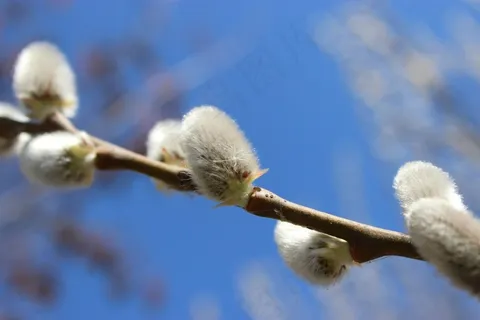 柳树,春天,性质,枝杈,季节,树木 柳树,春天,性质,枝杈,季节,树木