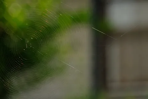 蜘蛛网,蜘蛛,昆虫,关闭,网络,宏,自然 蜘蛛网,蜘蛛,昆虫,关闭,网络,宏,自然