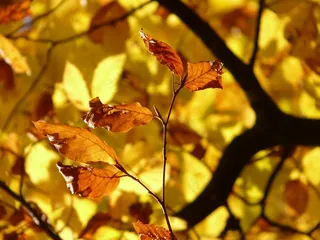 山毛榉，山毛榉Sylvatica，山毛榉，落叶乔木