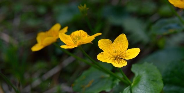 Caltha Palustris，鲜花，黄色，花，性质