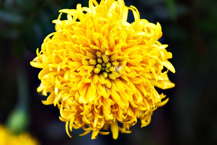 黄色，花，性质，开花，户外，季节，新鲜