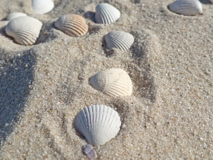贝壳，叙尔特岛，海滩，北海，海，水，沙
