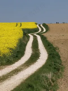 甘蓝型油菜田，拉普斯菲尔德，农业，生物能源
