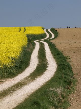 甘蓝型油菜田，拉普斯菲尔德，农业，生物能源