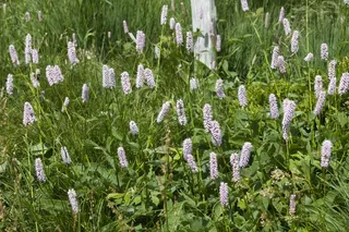 Wiesenknöterich，花草甸，蜡烛，夏天