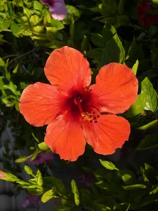 开花，芙蓉花，红色，马洛卡