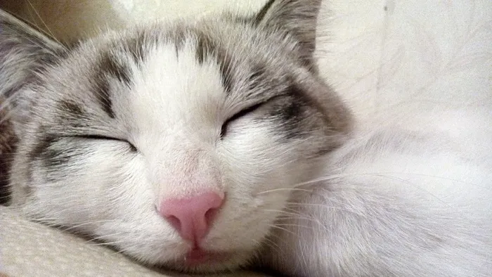 猫，熟睡的猫，宠物