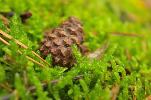 苔，绿色，杂草丛生，森林，景观，森林