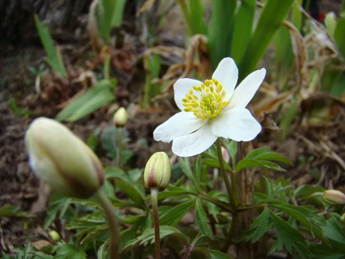 海葵，花，春天的花朵