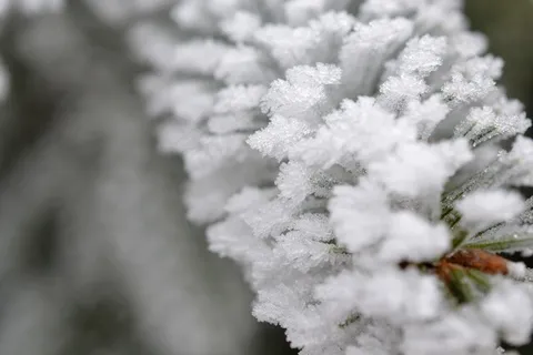 植物,雾,霜,秋季,冷,自然 植物,雾,霜,秋季,冷,自然