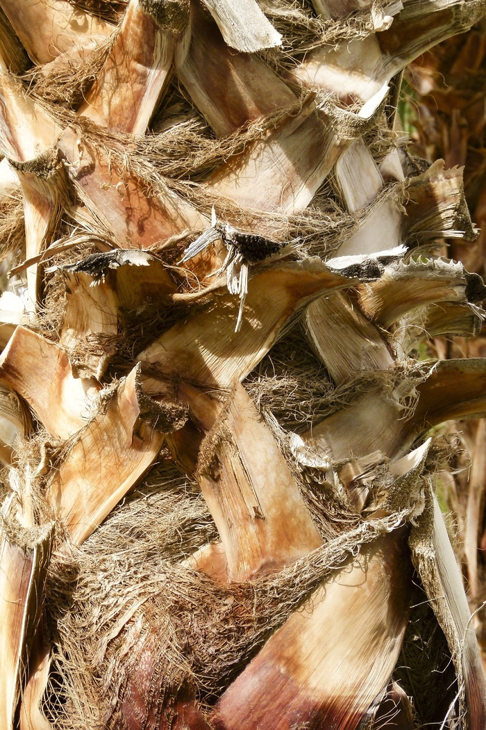 棕榈，树皮，棕榈树，沙漠，自然，叶子，自然