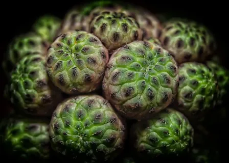 仙人掌,肉质,植物,关闭,性质,绿色,刺 仙人掌,肉质,植物,关闭,性质,绿色,刺