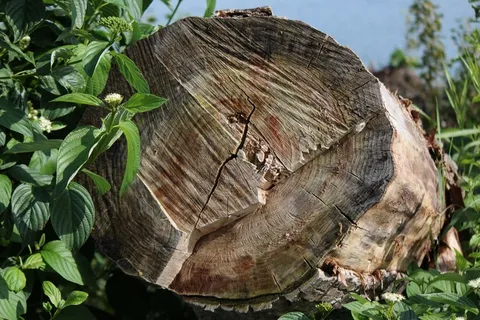 日志,木,锯,风化,年轮,植物,绿色 日志,木,锯,风化,年轮,植物,绿色