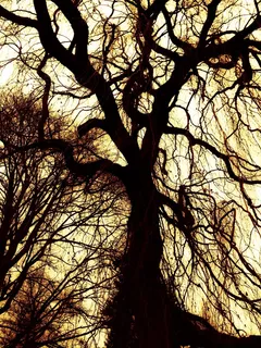 黄色，天空，树，卡尔，秋，金，晚上