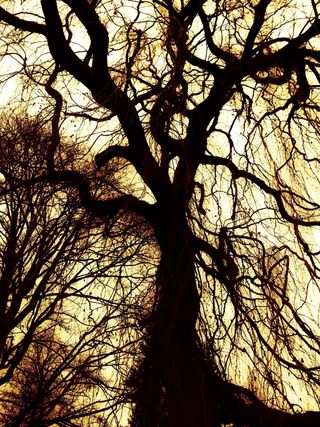 黄色，天空，树，卡尔，秋，金，晚上