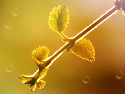 幼树，黑莓，树枝，叶子，照明