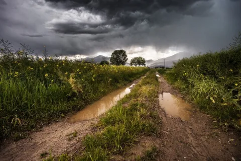村道,树,风景,天空,草地,场雷暴多雨草地 村道,树,风景,天空,草地,场雷暴多雨草地