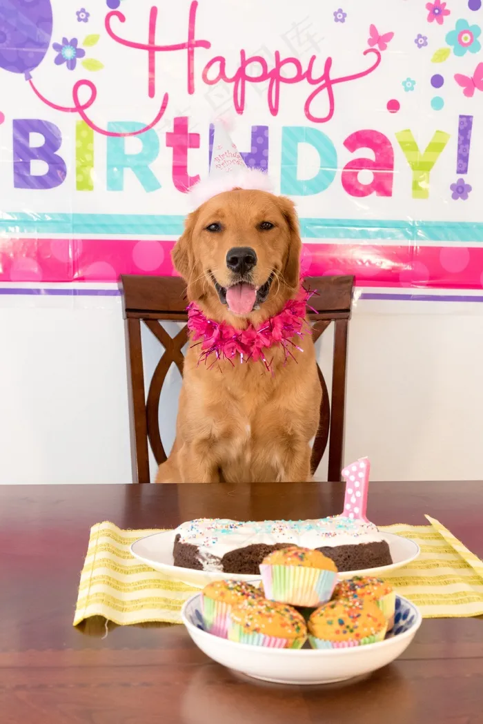 生日狗，狗，微笑的狗