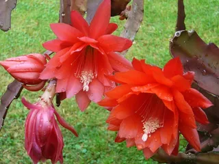 红色，花，花园，雨，只是加水