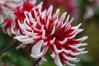 背景，花，性质，春天，彩色，叶子