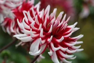 背景，花，性质，春天，彩色，叶子