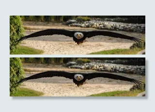 猎鹰，洛迦诺，猛禽