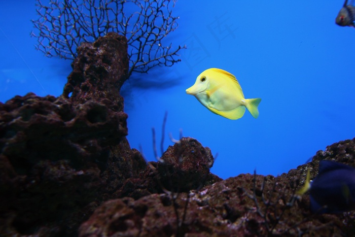 黄塘，鱼，盐水，流行，水族馆，礁