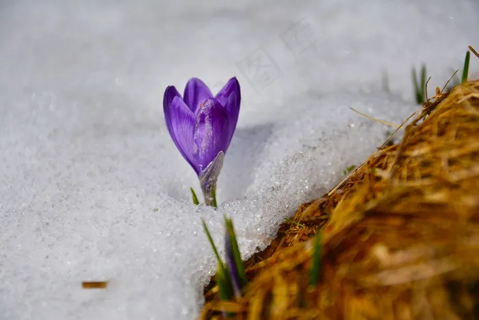 番红花，花，春天，山，性质，雪