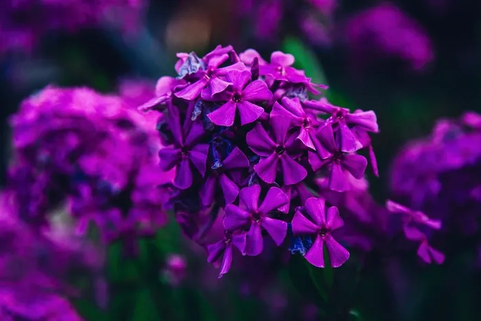 自然，焦点，花园，花，紫色，春天，夏天