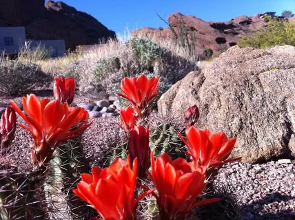 印第安画笔花,火焰草,绯花玉,花海,罂栗花,IMG_1006