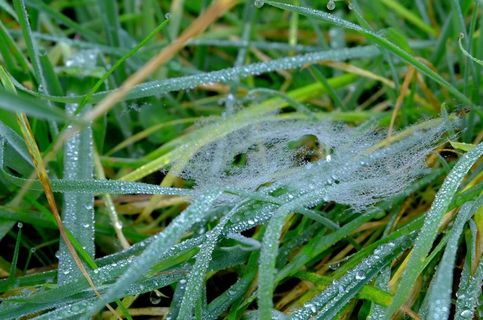 草，绿色，霜，草地