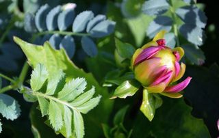 粉红色，大丽花，粉色的花，鲜花，性质，夏天