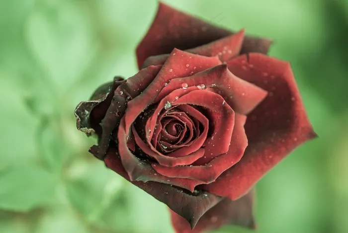 玫瑰，红色，花，黑暗，关闭，玫瑰绽放，露水